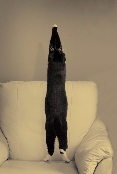 Коты из сети