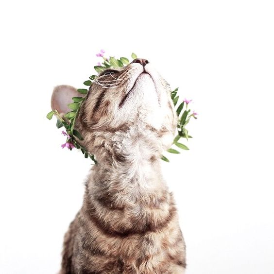 Коты и Кошки