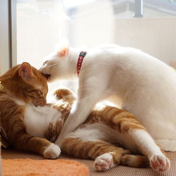 Коты и Кошки