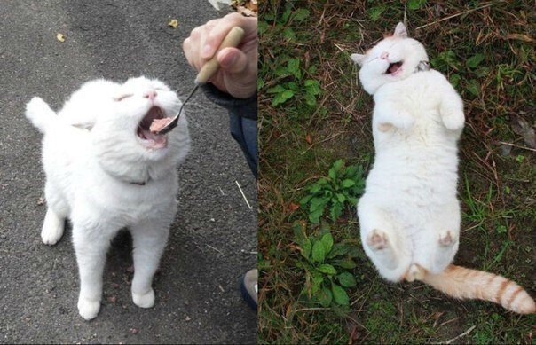 Коты и Кошки