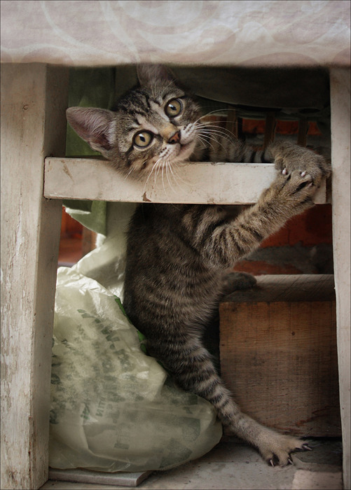 Коты и Кошки