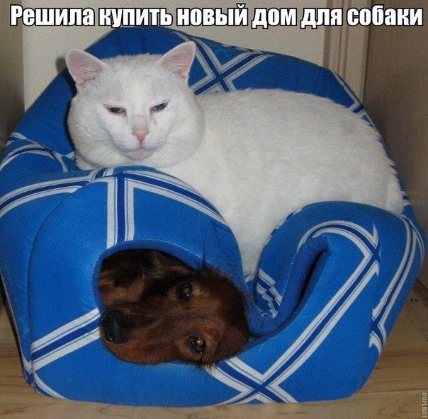 130 картинок для поднятия настроения!