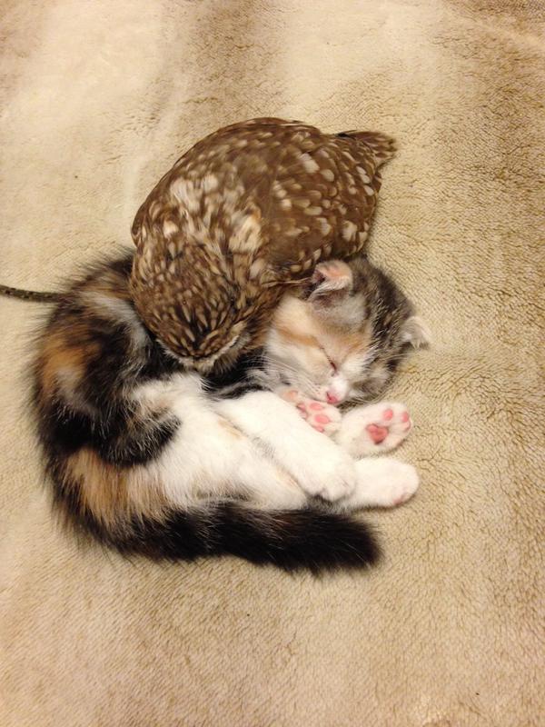 Коты и Кошки