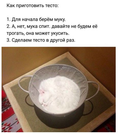 Прикольных котов пост
