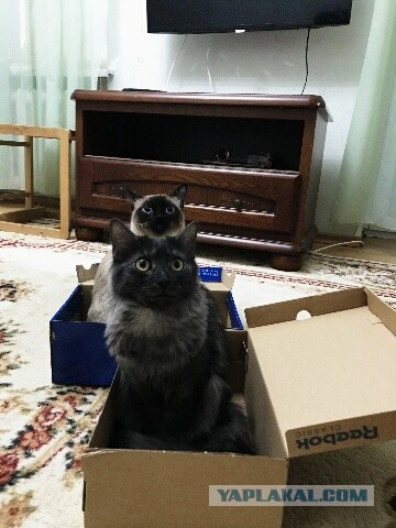 Котовторник 24.04.2018