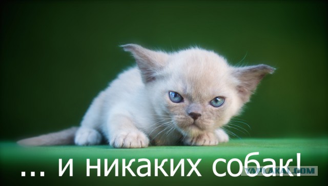 С Днем Рождения, ЯП! 14 лет