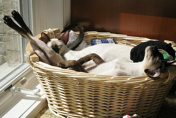 Котовторник 19.06.2018