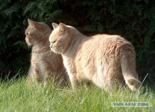 УРРААА ! Котовторник на ЯПлакалъ !