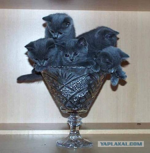 Уррааа! Котовторник на ЯПлакалъ!
