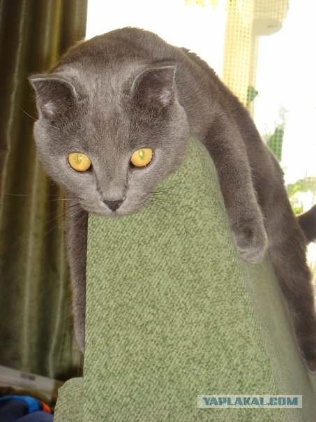 Начинаем котовторник!