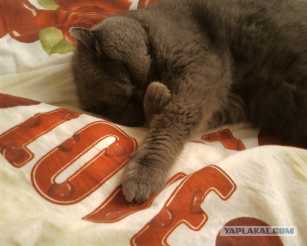 Сонный Котовторник