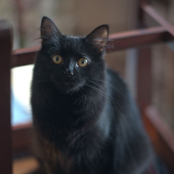 Прикольных котов пост