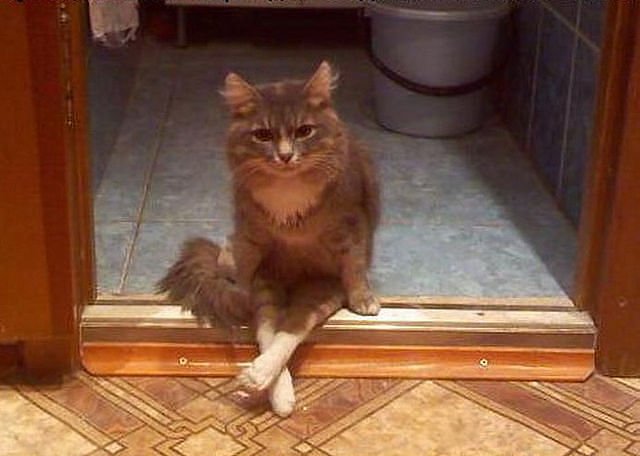 Котовторник!