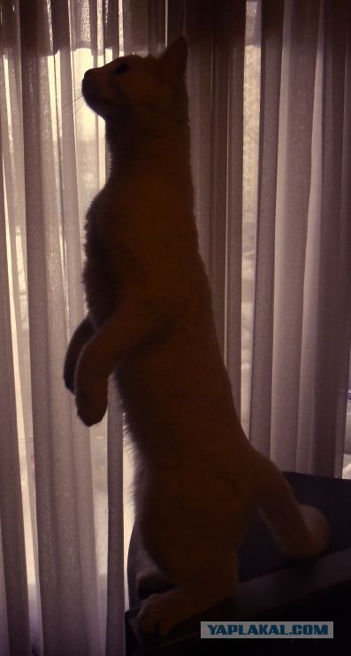 Котовторник 17 января