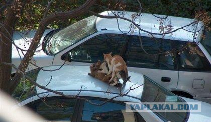 В Дубае тоже любят кошек