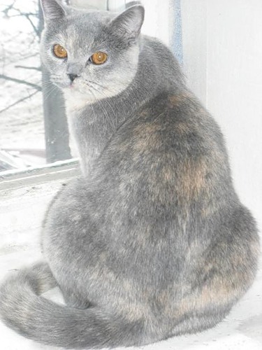 Котовторник 27.03.2012