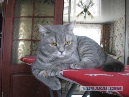 Котовторник 24.04.2012