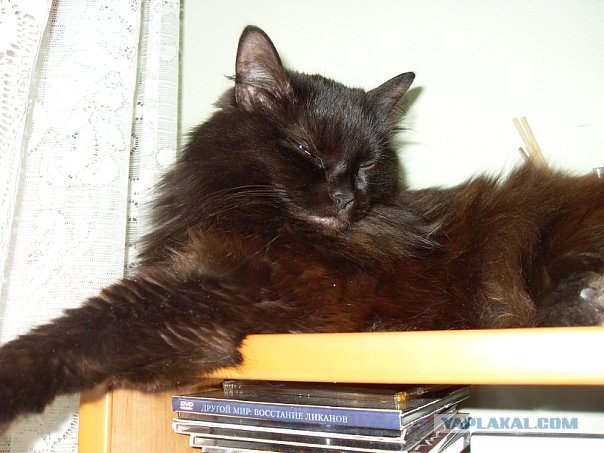 Котовторник (15.05.2012)