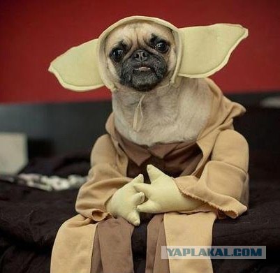 Мой хозяин...