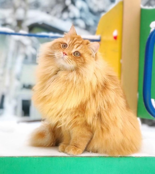 Прикольных котов пост