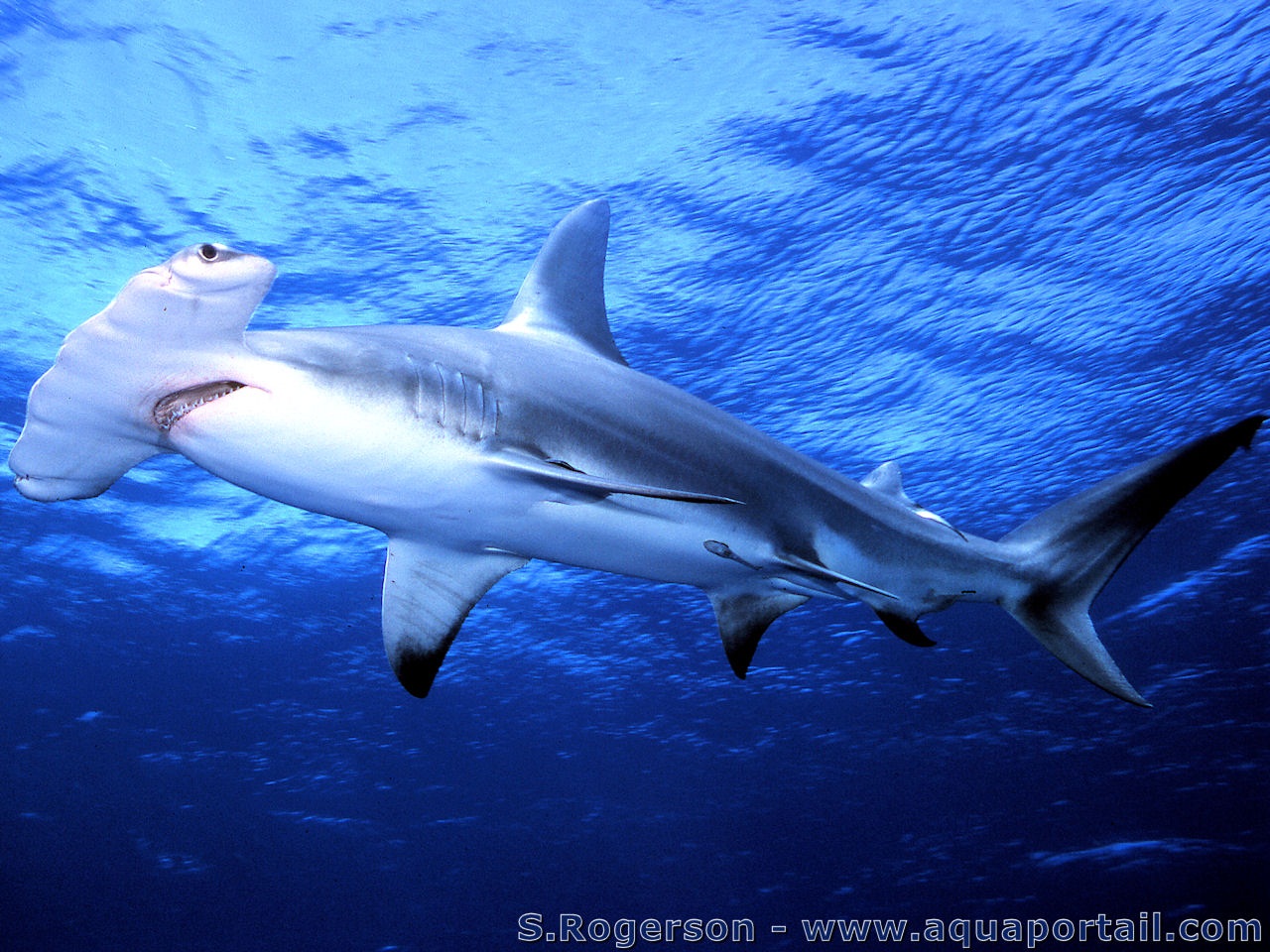Почему акулы постоянно в движении. Sphyrna mokarran. Рыба молот акула. Гигантская молотоголовая акула. Акула-молот (Sphyrna Zygaena).