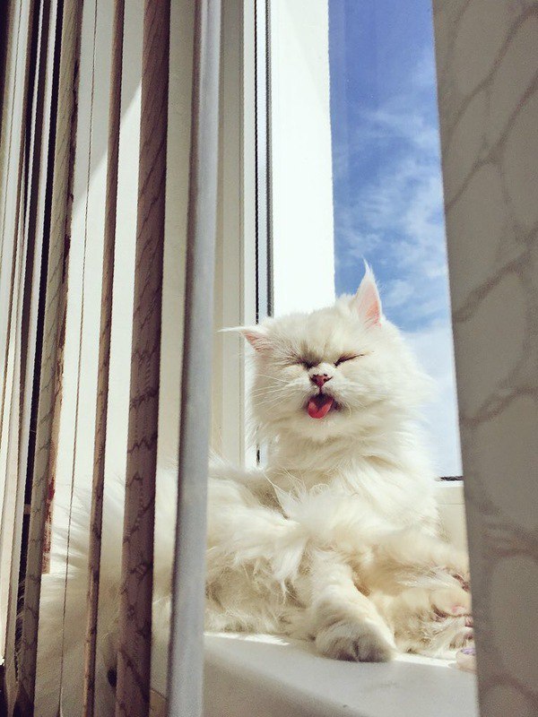 Котовторник! начнем? 04.06.19