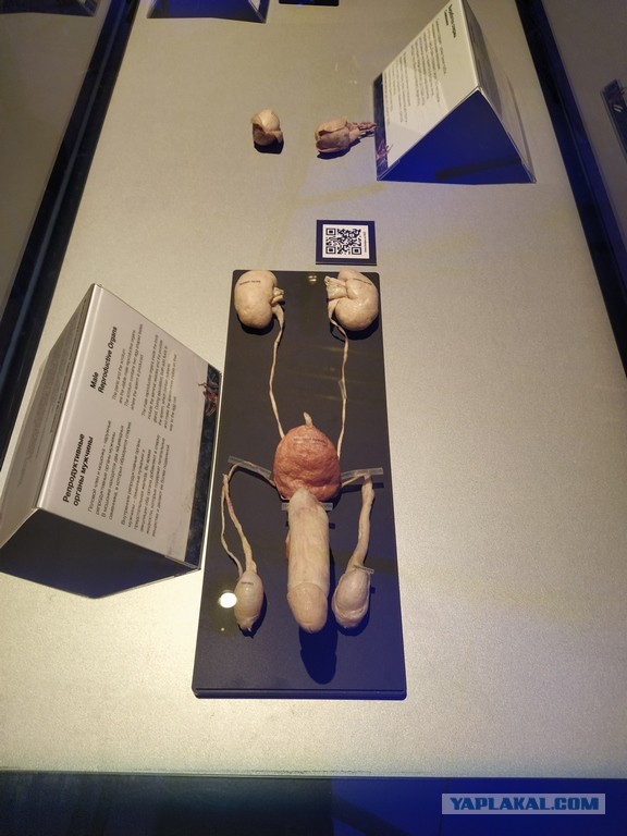 Посетил выставку Body Worlds на ВДНХ