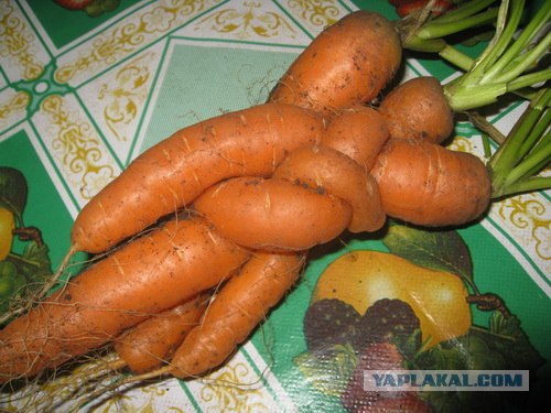 Кулинарная беседка