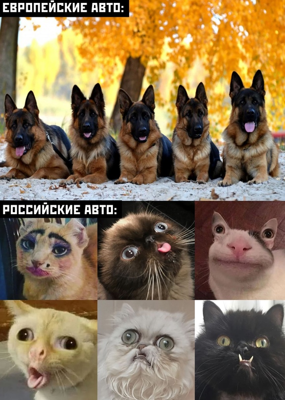 Весёлый полтишок 29.10