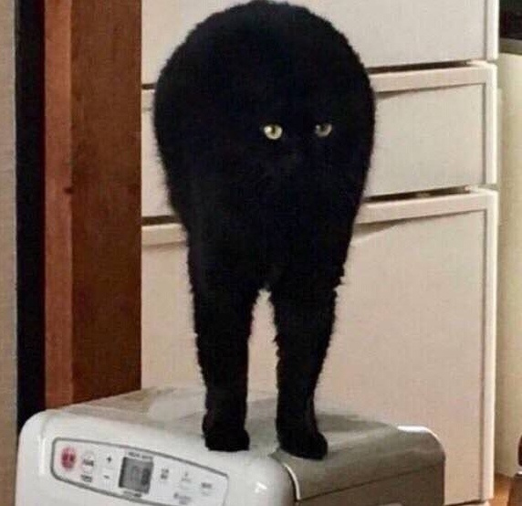 День кота.