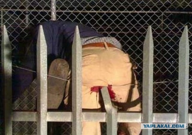 Откуда Хвост Растет!