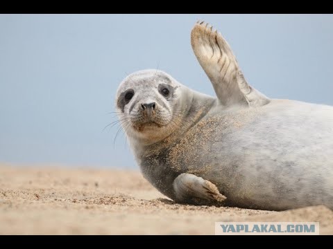 Морские котики