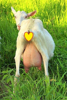Любовные желания пьяных женщин
