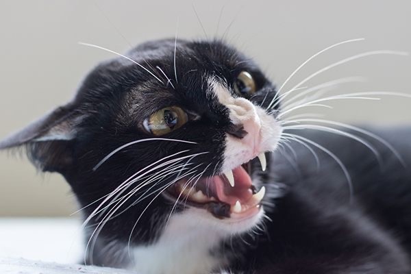 Снимки очень злых котов, которые всё равно остаются милашками
