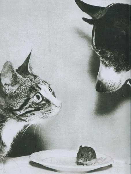 Comedy Pet Photo Awards 2020