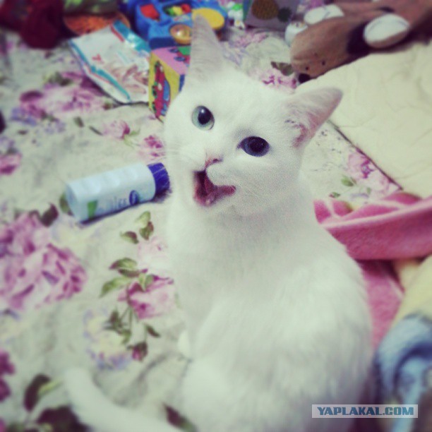 Котовторник 23.04.2013