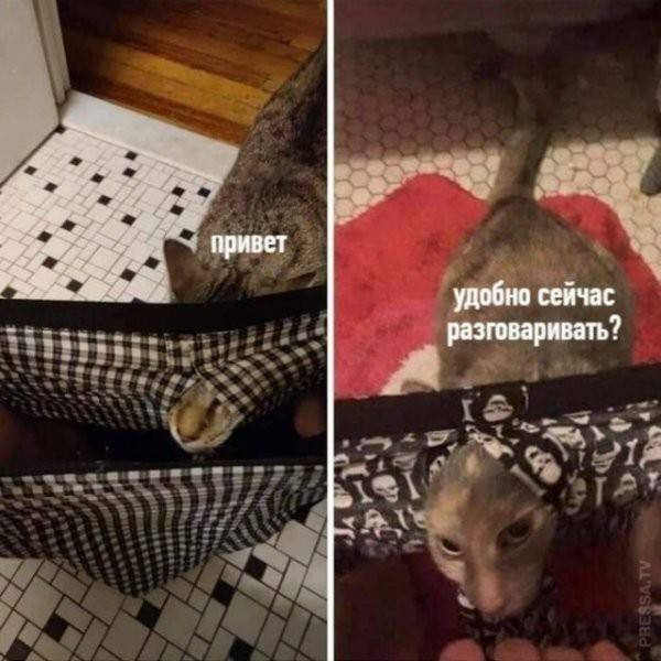 Кошачьи выкрутасы