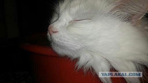 Нос моей мадамы