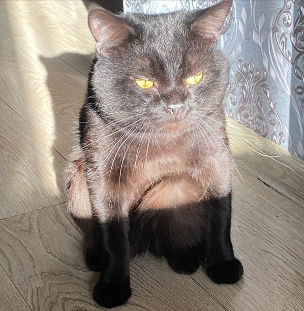 Котовторник и я теперь котораб