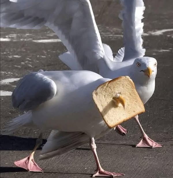 Котэ, совэ и все-все-все