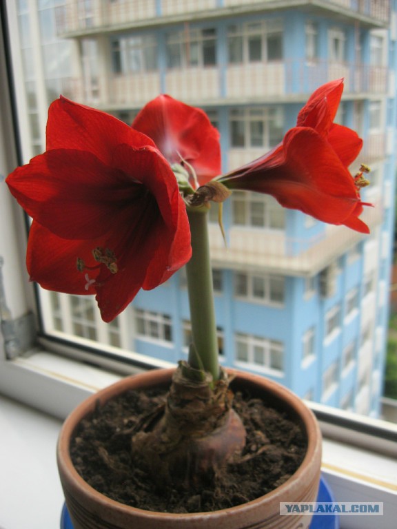 Мои розы.