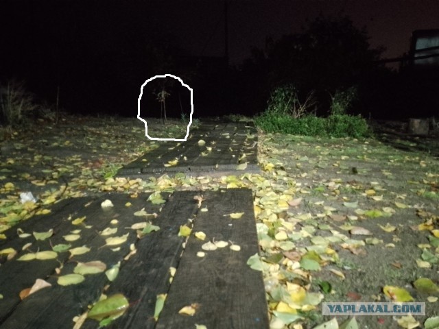 А у нас дожди..
