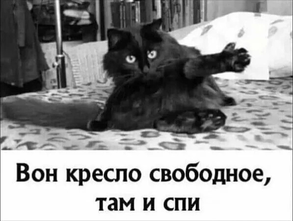 Наглый кот