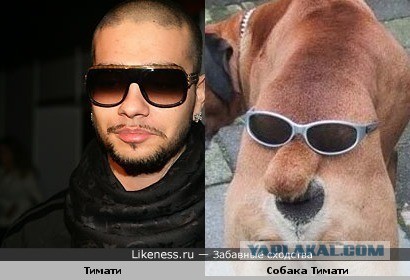 Тимон стал папой