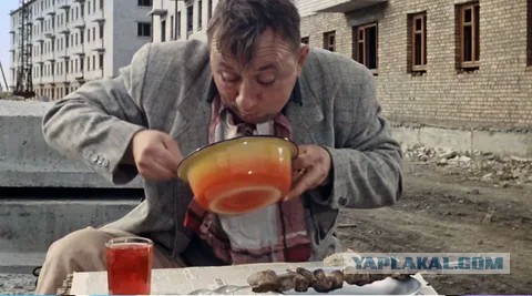 Собаки которые не умеют есть медленно