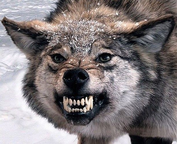 Лучше в Сомали, там безопаснее