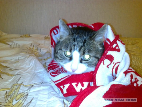 Котовторник 22.10.2013