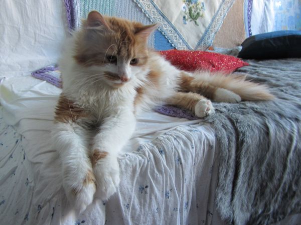 Котовторник 29.10.2013