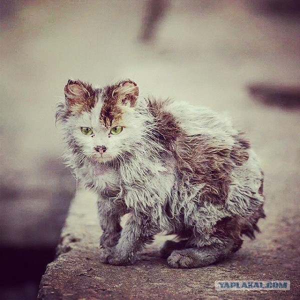 Сегодня мыли котов :3