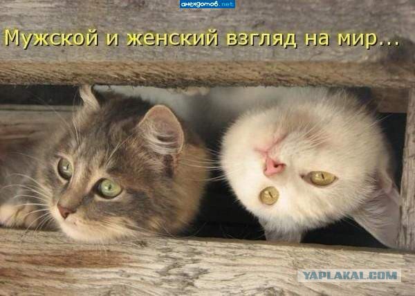 Котовторник  25.03.2014